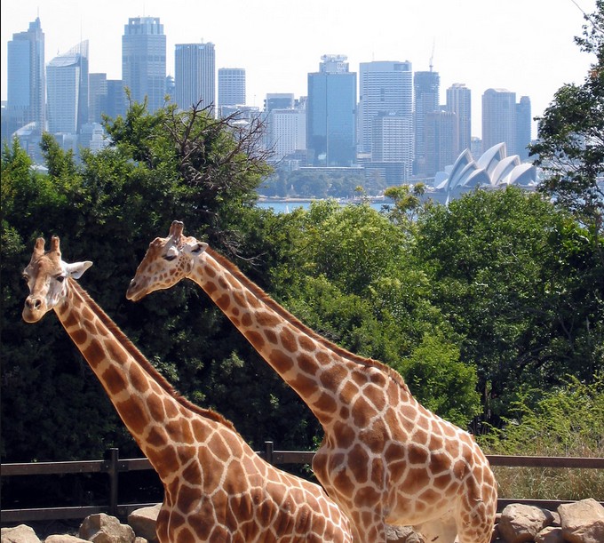 Taronga 动物园（Taronga Zoo）