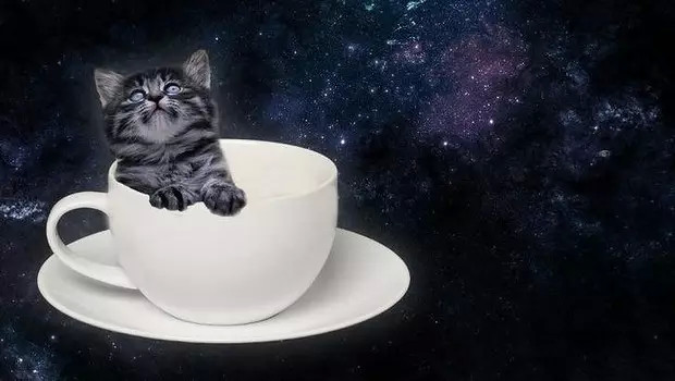 喵星人驾到！悉尼“萌萌哒”猫咪咖啡馆7月开张
