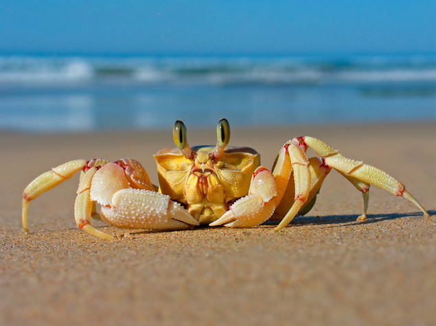 我的澳洲日记：墨尔本的夏天之Lake Entrance 抓螃蟹 